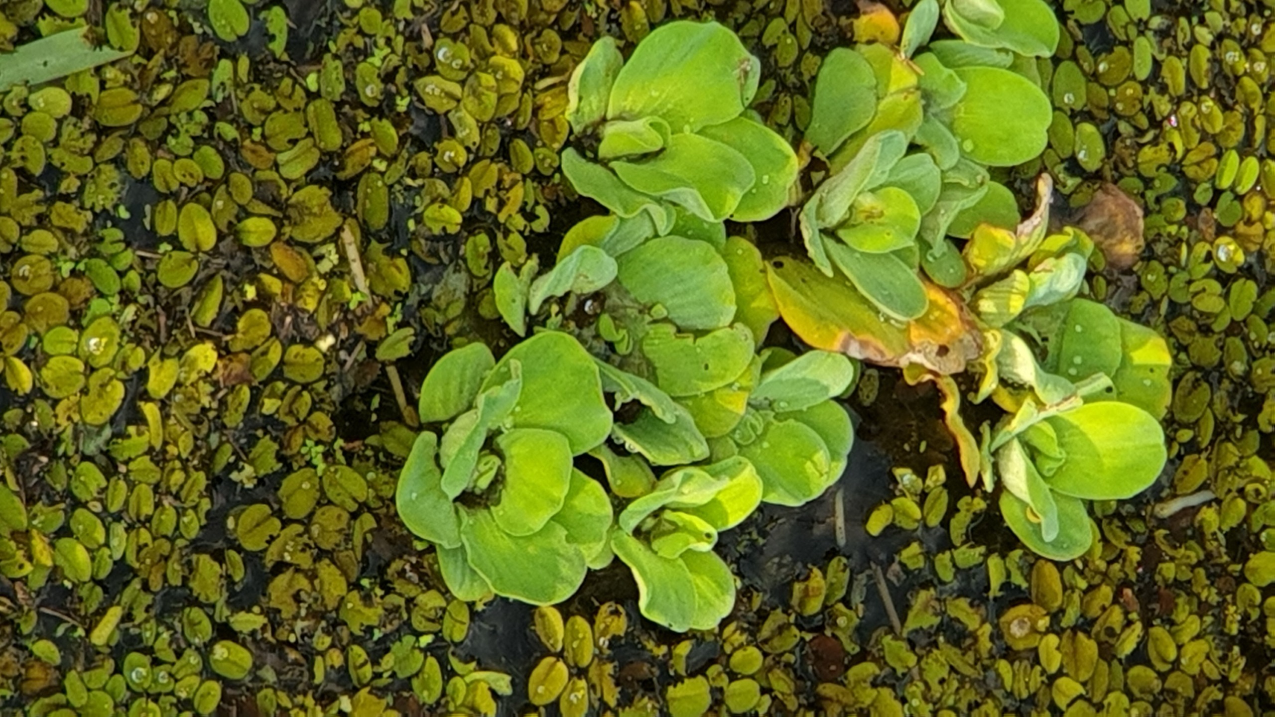 A green invasive plant.